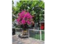 🌴 BIỆT THỰ MỸ KHÊ – MẶT TIỀN DƯƠNG ĐÌNH NGỆ – SIÊU HIẾM 🌴